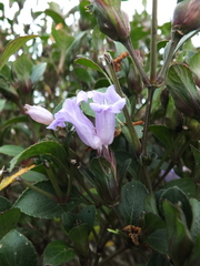 Strobilanthes foliosus