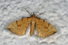 Gandaritis pyraliata