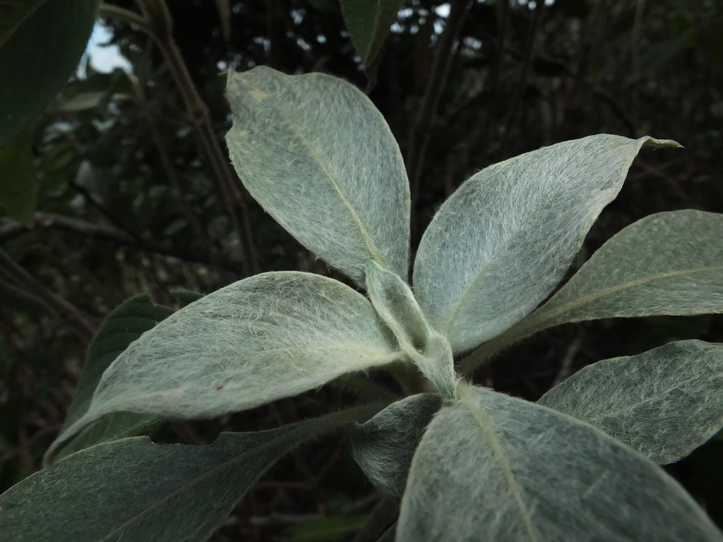 Strobilanthes lanata