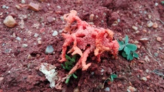 Lysurus corallocephalus