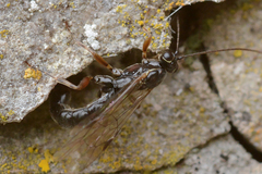 Clistopyga incitator