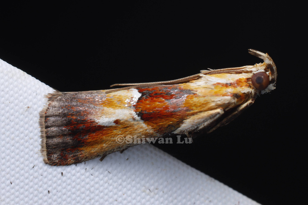 Epicrocis hilarella
