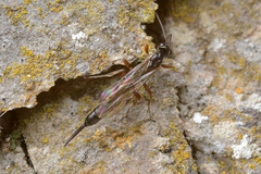 Clistopyga incitator