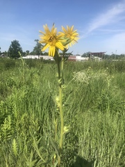 Silphium laciniatum