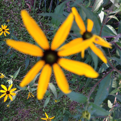Rudbeckia