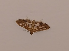 Sameodes cancellalis