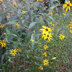 Rudbeckia