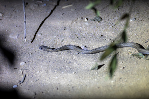 Dryophylax chaquensis