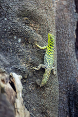 Green Thornytail Iguana