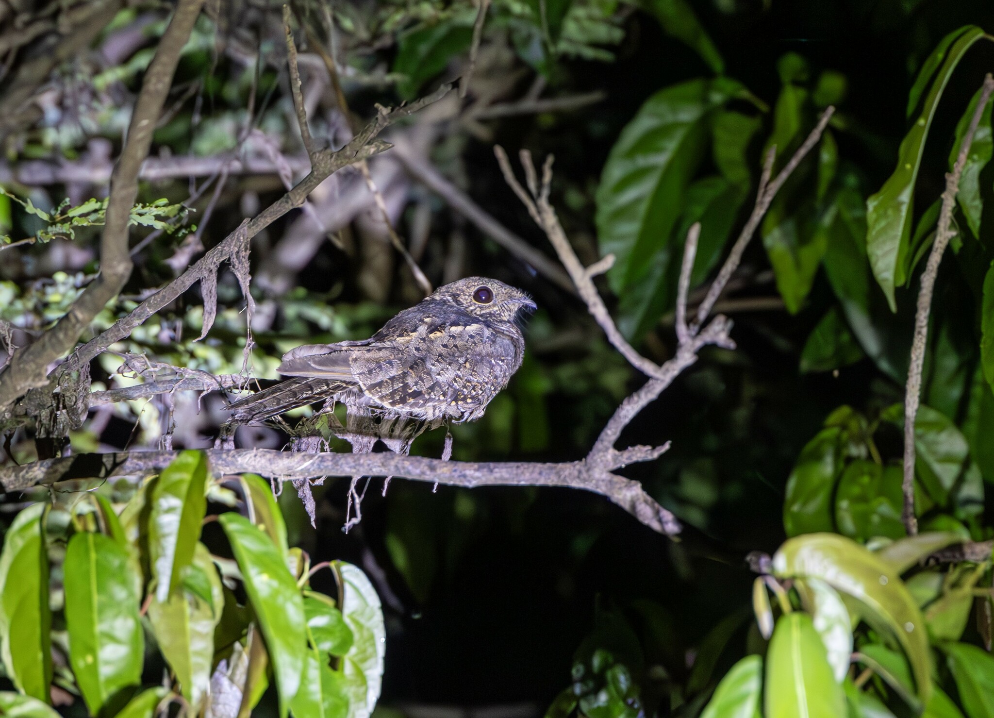 Ladder-tailed Nightjar (Hydropsalis climacocerca), photo 7