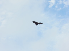 Pteropus seychellensis