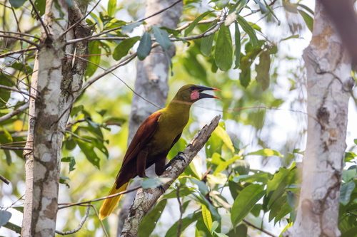 Olive Oropendola (Psarocolius bifasciatus), photo 9