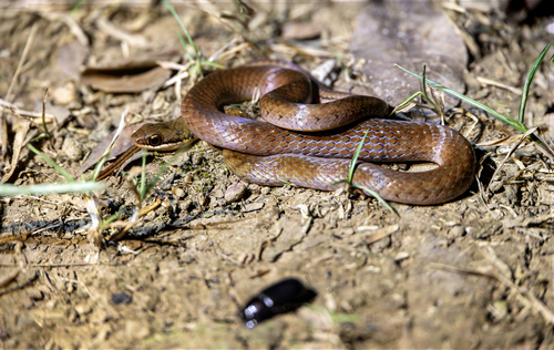 Erythrolamprus oligolepis