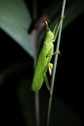 Oxyprora curvirostris