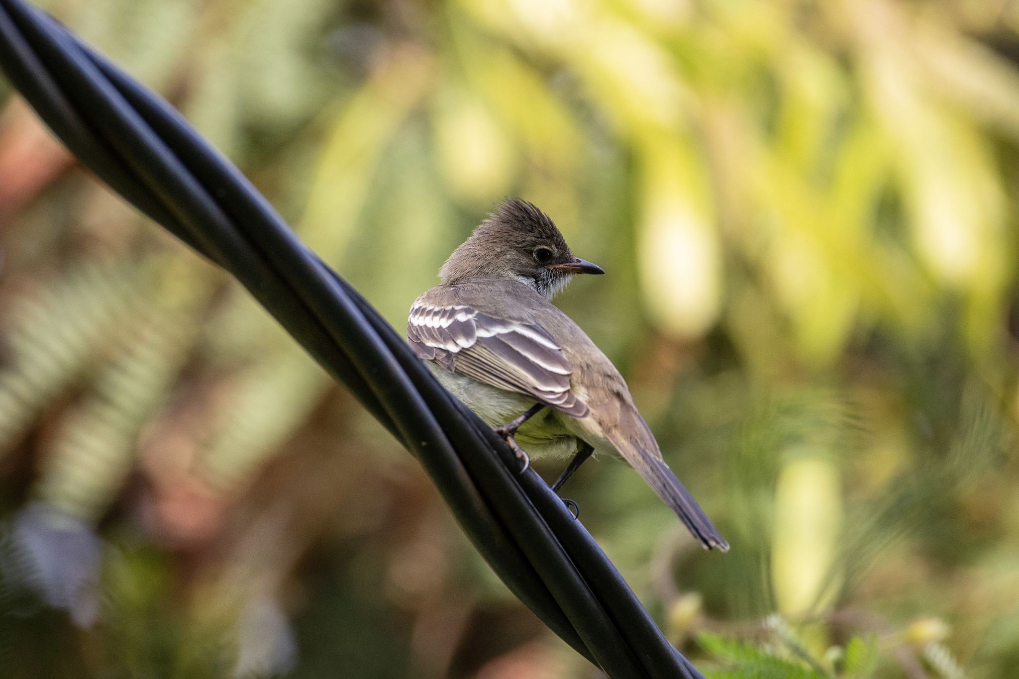 Noronha Elaenia (Elaenia ridleyana), photo 8