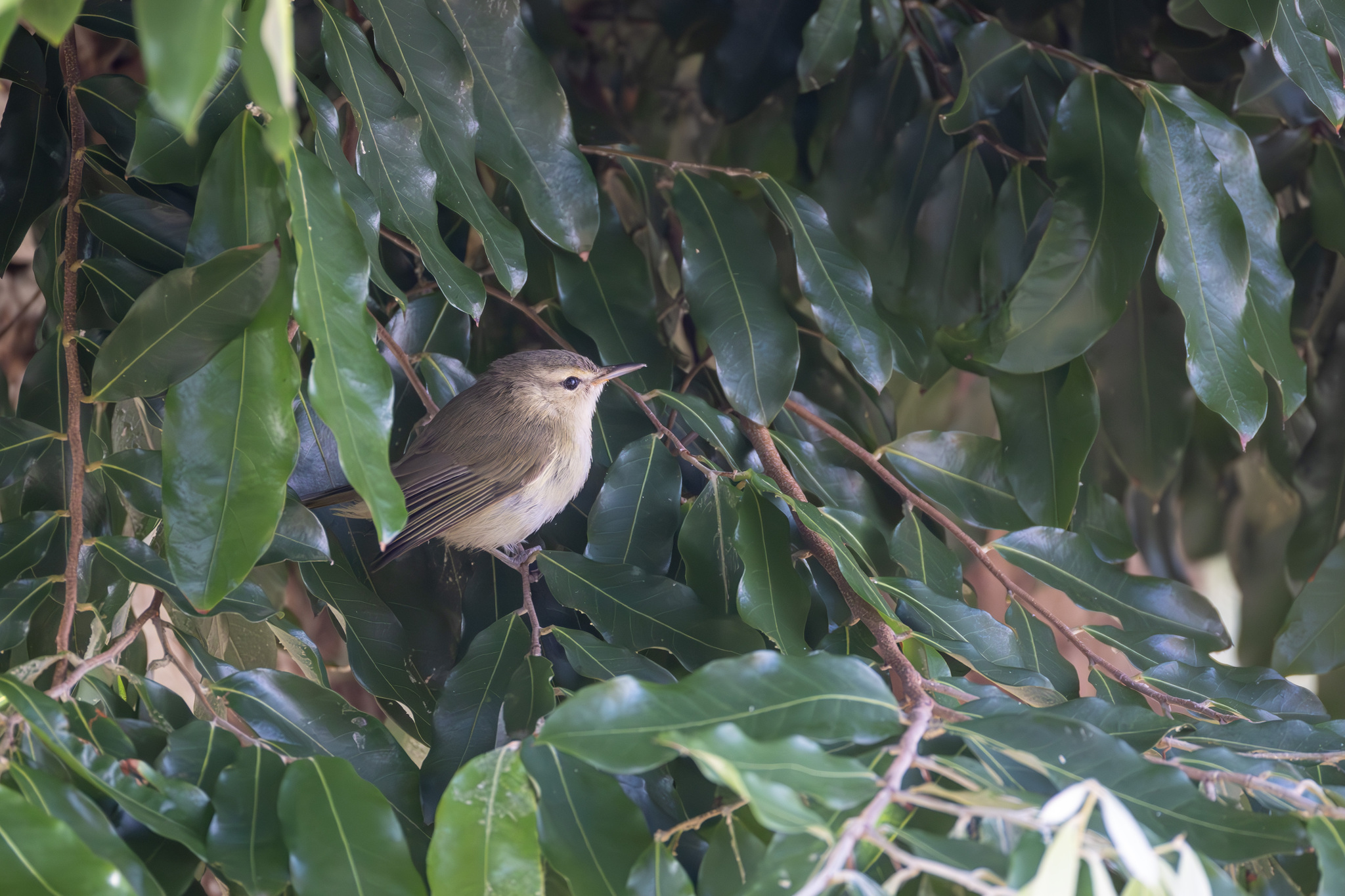 Noronha Vireo (Vireo gracilirostris), photo 5