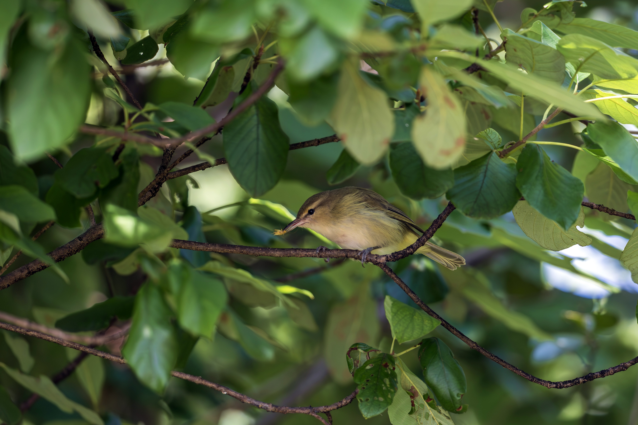 Noronha Vireo (Vireo gracilirostris), photo 6