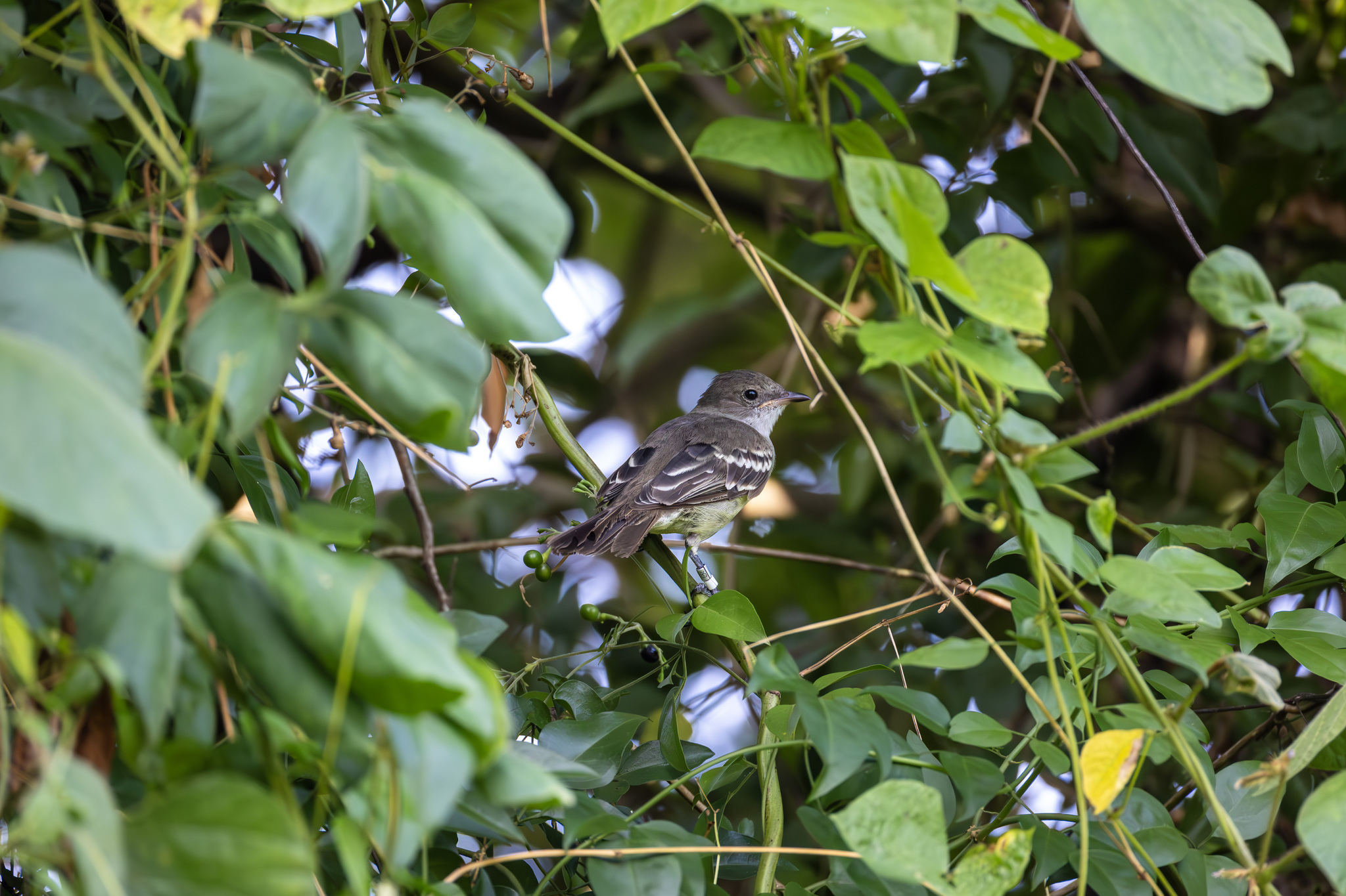 Noronha Elaenia (Elaenia ridleyana), photo 7