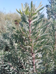 Leucadendron rubrum