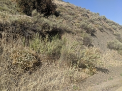 Malacothamnus aboriginum