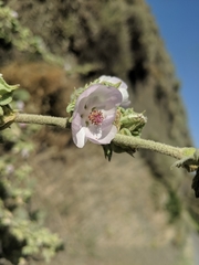 Malacothamnus aboriginum