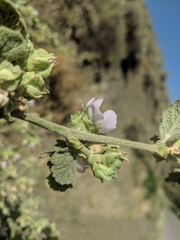Malacothamnus aboriginum