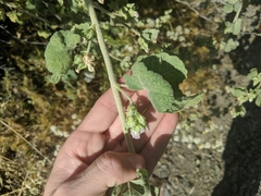 Malacothamnus aboriginum