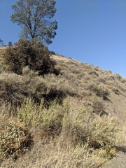 Malacothamnus aboriginum