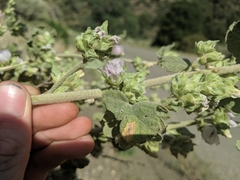 Malacothamnus aboriginum