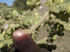 Malacothamnus aboriginum