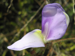 Vigna unguiculata