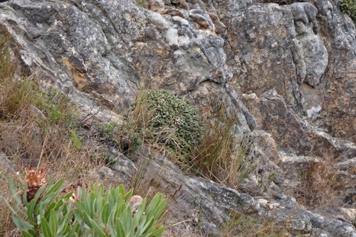 Stalked Cushionbush (Oldenburgia intermedia)