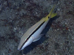 Red Sea Goatfish photo 2