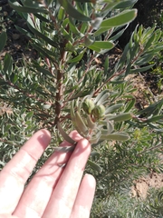 Leucadendron rubrum