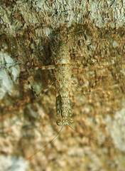 Liturgusa maya