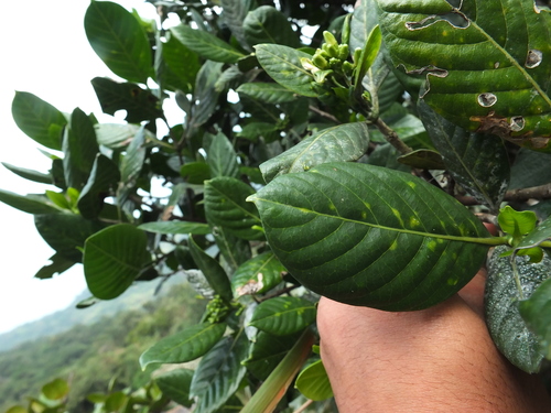 Image of Tarenna asiatica by (c) Siddarth Machado, some rights reserved (CC BY)