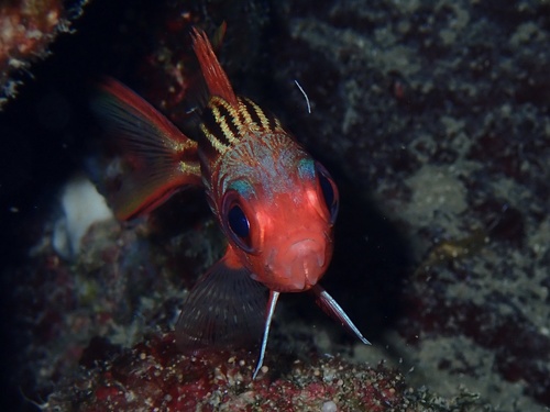 Nannygai (Sargocentron rubrum) — Holocentridae
