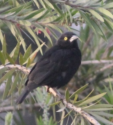 Vieillot's Black Weaver