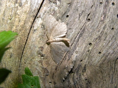 Philereme vetulata