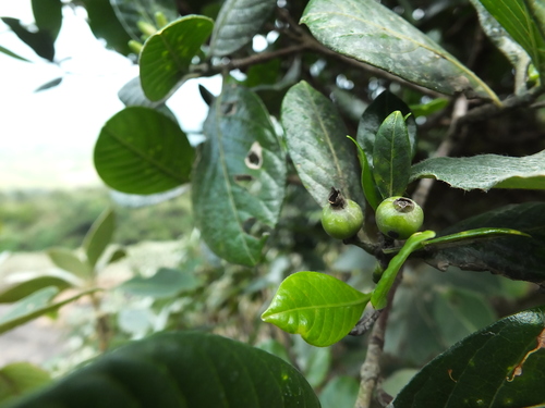 Image of Tarenna asiatica by (c) Siddarth Machado, some rights reserved (CC BY)