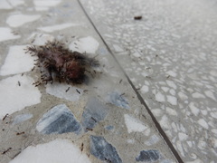 Pipistrellus abramus