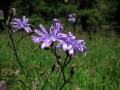 Cicerbita macrophylla uralensis
