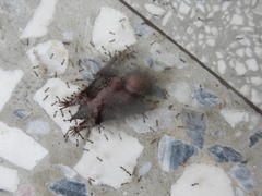 Pipistrellus abramus