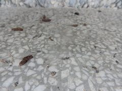 Pipistrellus abramus