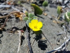 Camissoniopsis cheiranthifolia cheiranthifolia