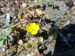 Camissoniopsis cheiranthifolia cheiranthifolia