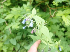 Mertensia paniculata