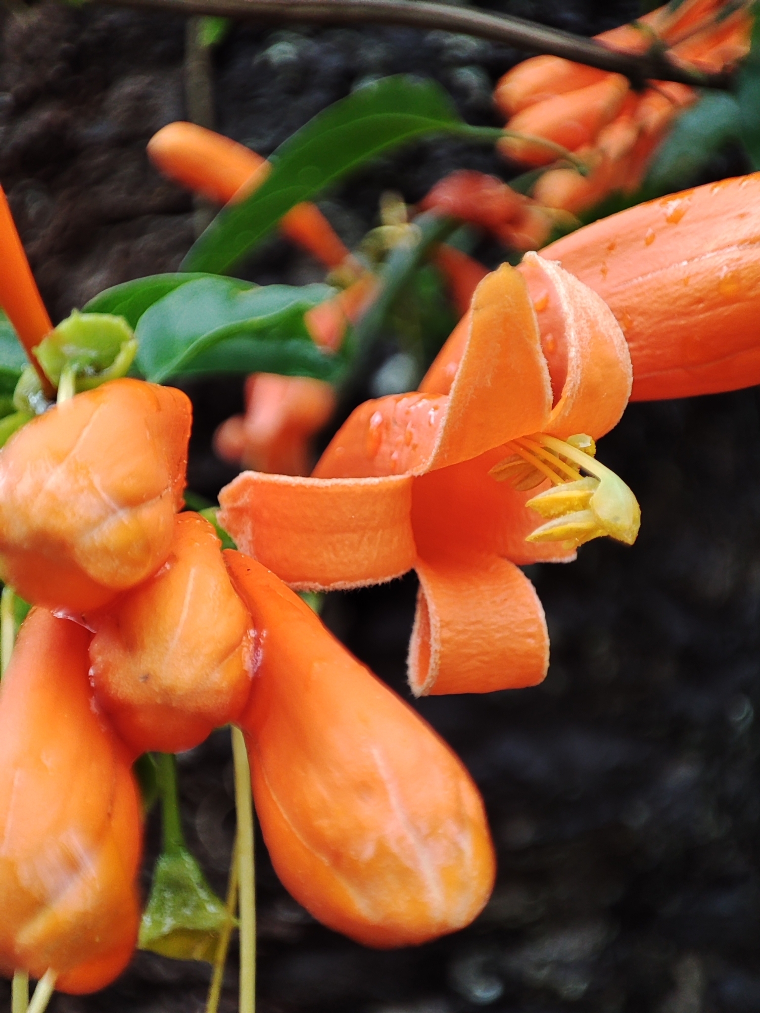 Pyrostegia venusta
