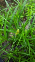 Carex crawfordii