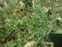 Lupinus arboreus